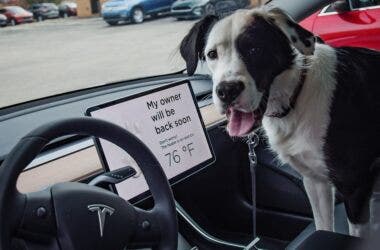 Modalità sicurezza animali in auto