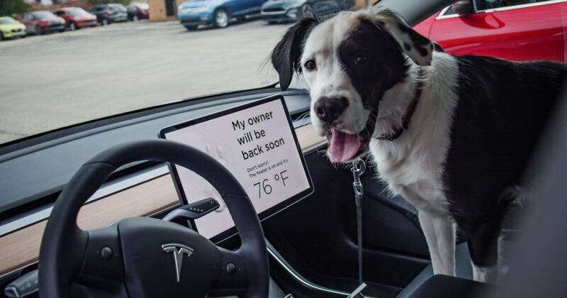 Modalità sicurezza animali in auto