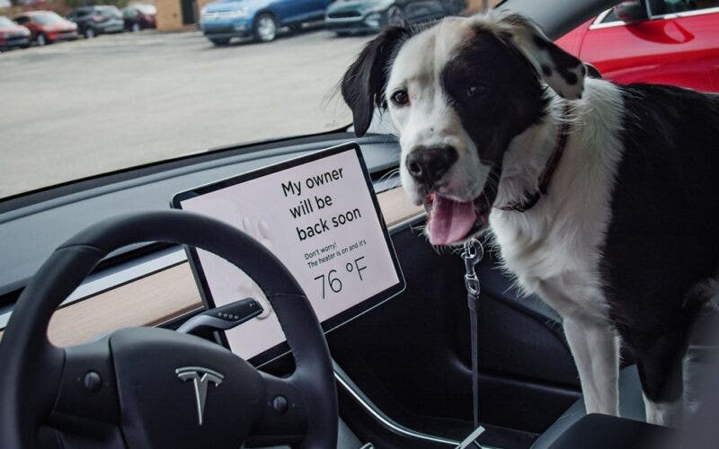 Modalità sicurezza animali in auto