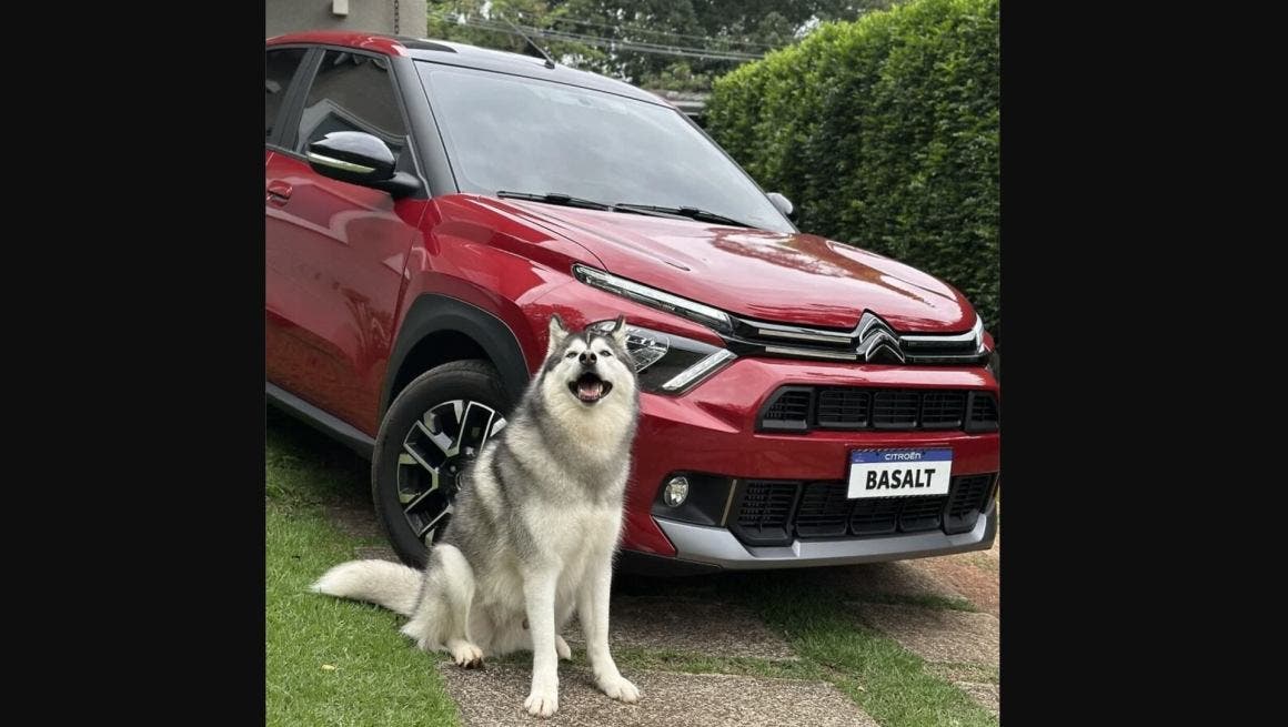 Gudan, Siberian Husky dog Aircross SUV